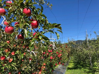 image13.jpeg